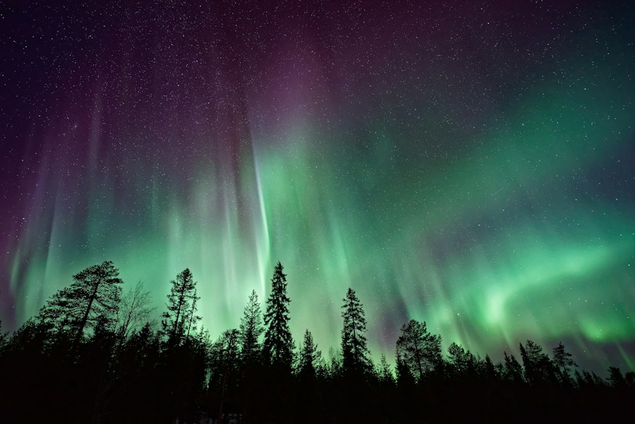 Green and violet aurora borealis above a snow-covered pine forest in Lapland