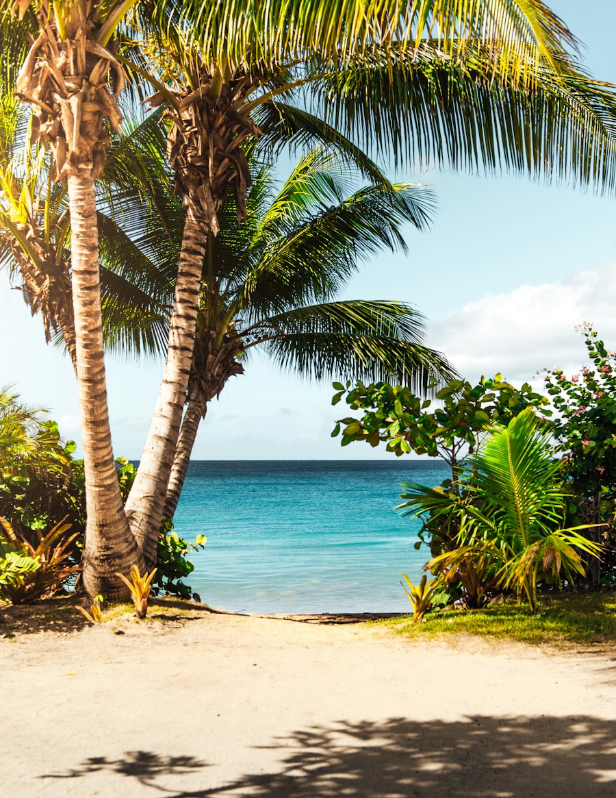 Palm trees framing a calm turquoise bay on a Canary Islands beach