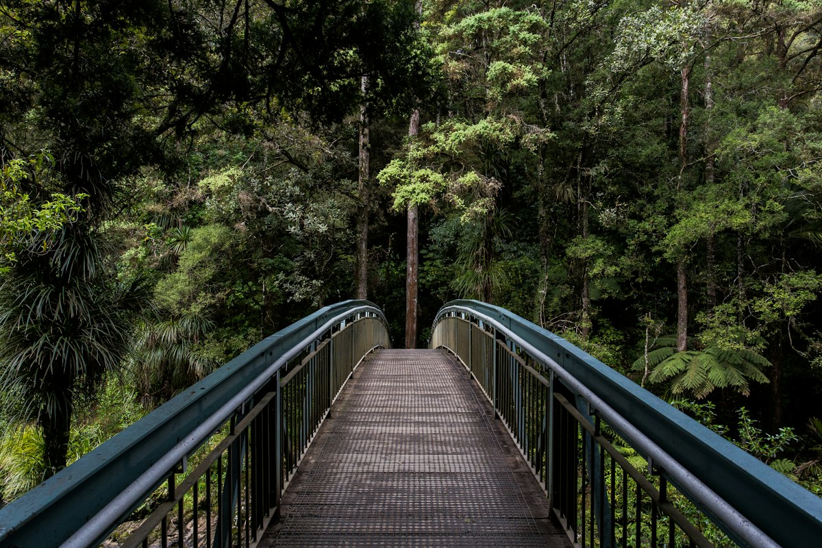 A wooden footbridge leading into a lush green forest