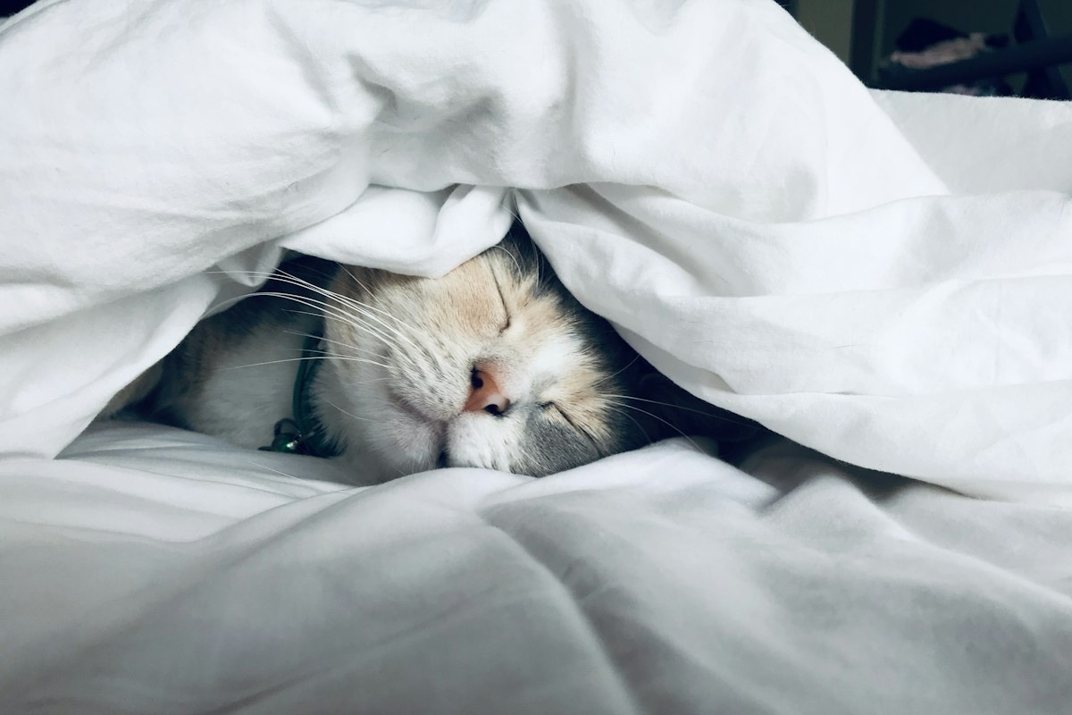 A cat peeking out from under a white duvet on a bed